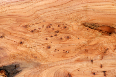 Abschnitt Eibe Maser 295x220x72mm - Eib1778