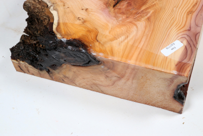 Abschnitt Eibe Maser 295x220x72mm - Eib1778