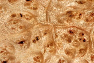 Golden Madrone Burl 260x175x35mm - GMadr0593