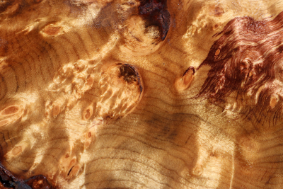 Golden Madrone Burl 290x215x55mm - GMadr0535