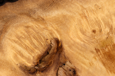 Abschnitt Laurel Maser 290x140x60mm - LauM0273