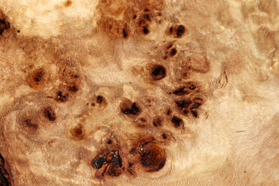 Abschnitt Pappel Maser 320x260x65mm- PapM0311