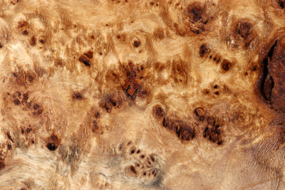 Abschnitt Pappel Maser 355x190x65mm- PapM0336