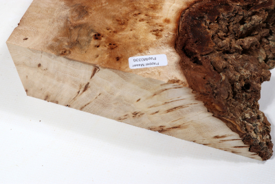 Abschnitt Pappel Maser 355x190x65mm- PapM0336