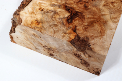 Abschnitt Pappel Maser 355x190x65mm- PapM0336