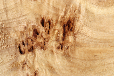 Abschnitt Pappel Maser 400x190x65mm- PapM0313