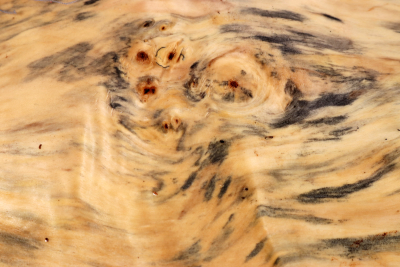 Horse Chestnut Burl 325x150x60mm - Roka0487