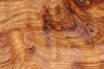 Elm Burl 245x230x50mm - RuesM0597