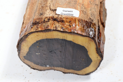 Astabschnitt Grenadill 230x100mm - Gren0556