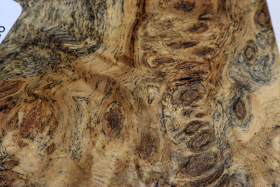 Block Buckeye Burl stabilized 68x59x59mm - Stabi3856