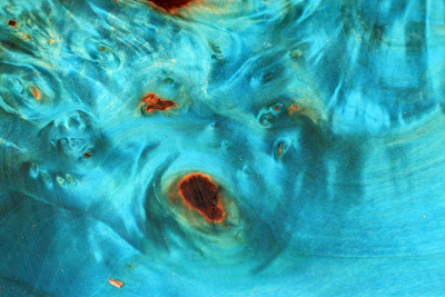 Block Horse Chestnut Burl 125x68x47mm blue stabilized - Stabi3829