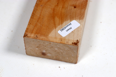 Brett Muschelahorn schlicht 420x55x34mm - Ahorn0382