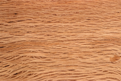 Holm Oak 290x185x38mm - SteiEi0405