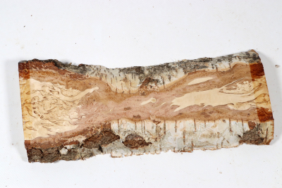 Brettabschnitt karelische Maserbirke  285x100x28mm - KarMB2793