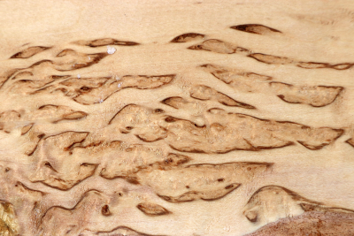 Brettabschnitt karelische Maserbirke  285x100x28mm - KarMB2793