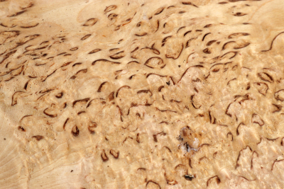Board Karelian Masurbirch  320x160x32mm - KarMB2952