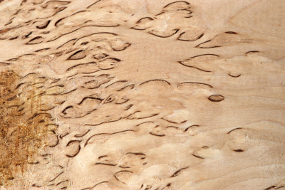 Brettabschnitt karelische Maserbirke  390x170x37mm - KarMB2804