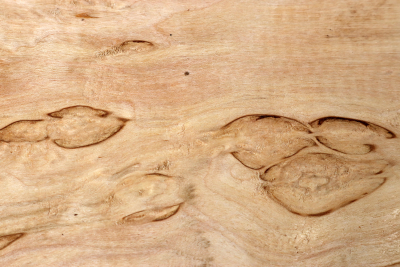 Brettabschnitt karelische Maserbirke  415x200x58mm - KarMB2805