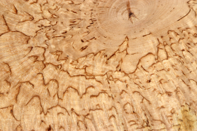 Brettabschnitt karelische Maserbirke  440x180x36mm - KarMB2849