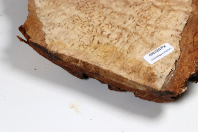 Brettabschnitt karelische Maserbirke  440x180x36mm - KarMB2849