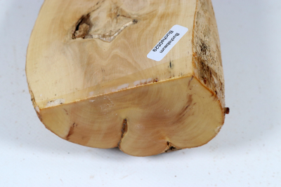 Halflog Boxwood 155x105x70mm - Buchs0529