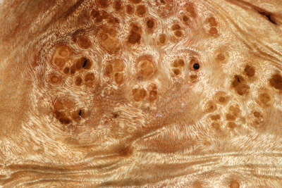 Klotz Golden Madrone 215x190x60mm - GMadr0543