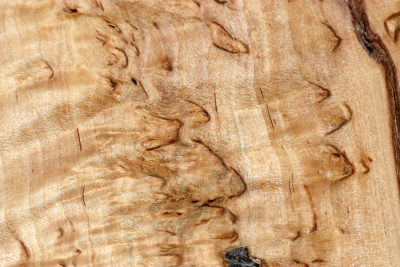 Klotz Karelische Maserbirke 130x130x57mm - KarMB2798