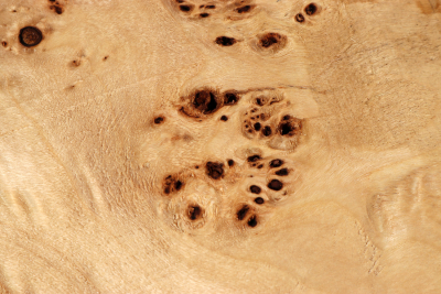 Klotz Pappel Maser 305x255x65mm - PapM0321