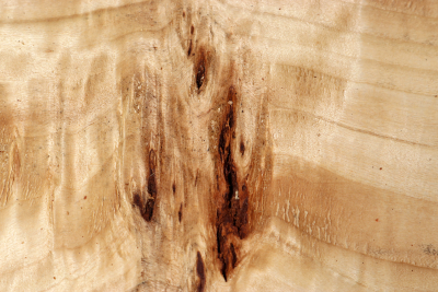 Block Poplar Burl 355x205x65mm  - PapM0331