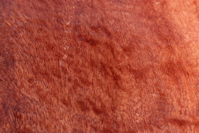 Block Red Resin Burl 145x125x55mm - RedRe0192