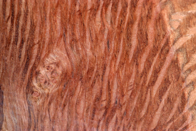 Block Holm Oak 150x150x55mm - SteiEi0471