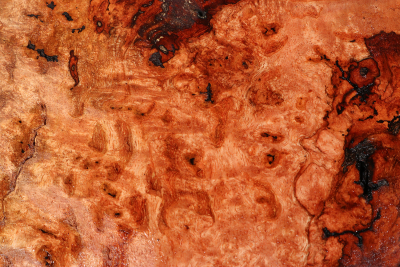 Burl Slab Anthill Burl 330x270x35mm- Anth0042