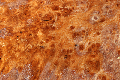 Burl Slab Anthill Burl 360x210x85mm- Anth0032