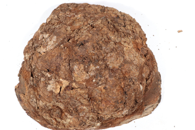 Burl Cap Chechen Burl 200x200x90mm - ChechM0339