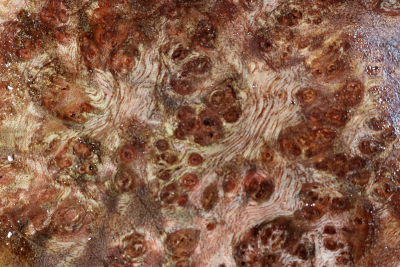 Burl Cap Chechen Burl 200x200x90mm - ChechM0339