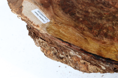 Burl Cap Chechen Burl 200x200x90mm - ChechM0339