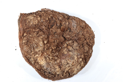 Burl Cap Chechen Burl 220x220x80mm - ChechM0330