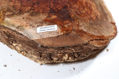 Burl Cap Chechen Burl 220x220x80mm - ChechM0330