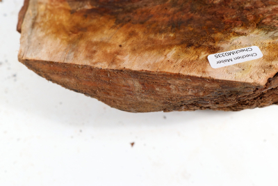 Burl Cap Chechen Burl 240x200x90mm - ChechM0335