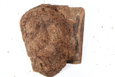 Burl Cap Chechen Burl 270x240x125mm - ChechM0332