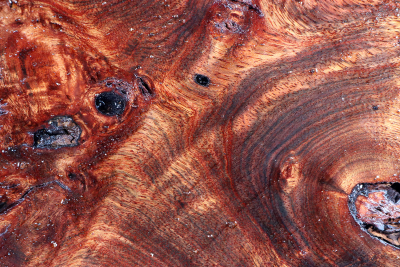Burl Cap Chechen Burl 270x240x125mm - ChechM0332