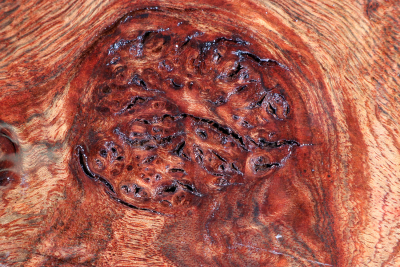 Burl Cap Chechen Burl 400x300x140mm - ChechM0323