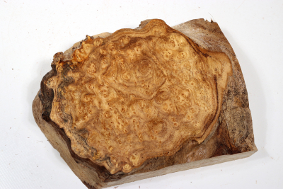 Knollenabschnitt Schnurbaum Maser 185x140x50mm - Schnu0282
