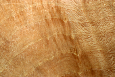 Beech Burl 215x185x60mm - GestBu0619