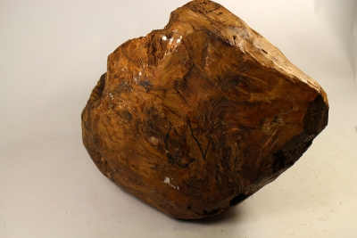 Maserknolle Thuja Maser Durchmesser 320mm - ThujM0254