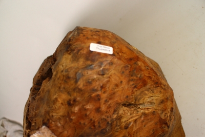 Maserknolle Thuja Maser Durchmesser 320mm - ThujM0254