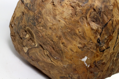 Maserknolle Thuja Maser Durchmesser 320mm - ThujM0254