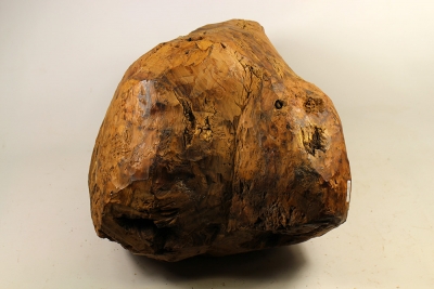 Maserknolle Thuja Maser Durchmesser 320mm - ThujM0254 Maserknolle Thuja Maser Durchmesser 320mm - ThujM0254