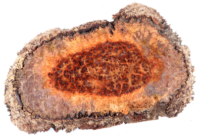 Chechen Burl 300x190x30mm - ChechM0326