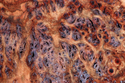 Chechen Burl 300x190x30mm - ChechM0326